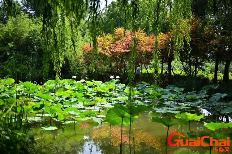 树阴照水爱晴柔的含义？树阴照水爱晴柔是哪首诗？
