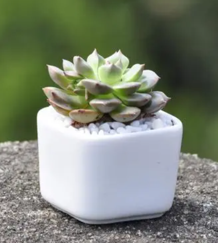 多肉植物怎么养？多肉植物养殖要注意什么？