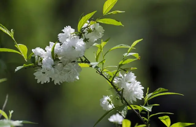 麦李的庭院种植有什么方法？麦李的庭院种植有哪些方法？