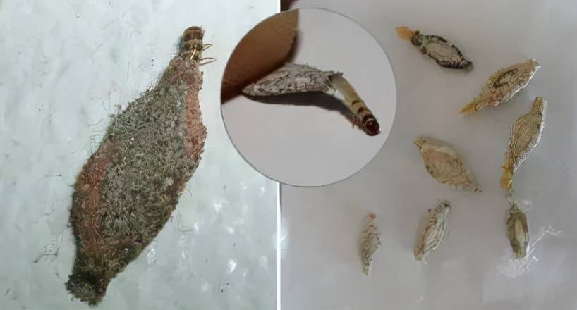 衣蛾怎么到家里来的？衣蛾怎么彻底消灭？