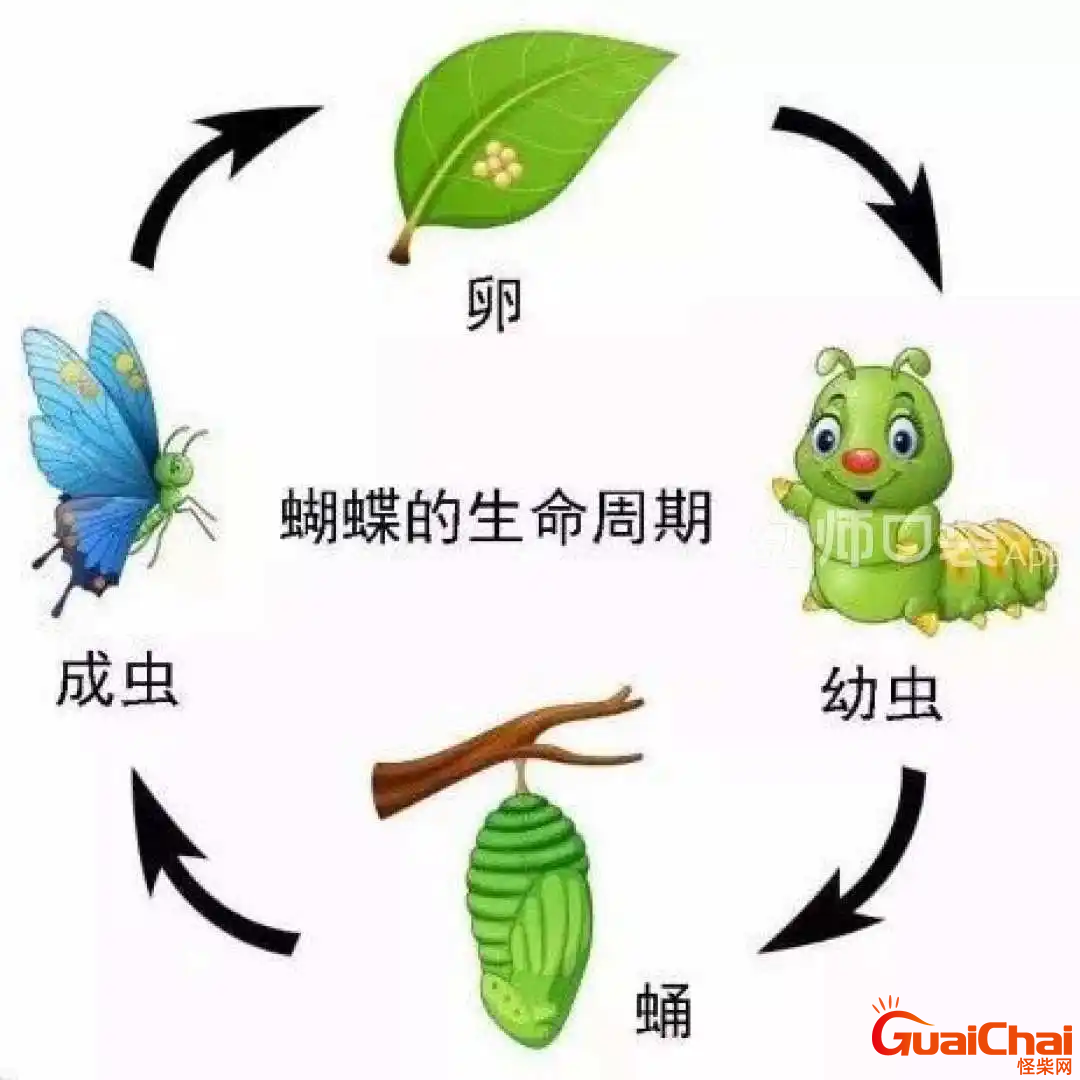 毛毛虫变蝴蝶的过程叫什么？毛毛虫变蝴蝶的过程图片