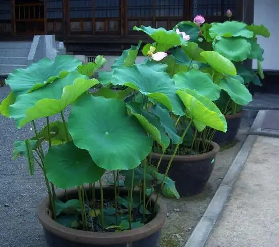 水缸种莲藕怎么种哪头朝上？水缸种莲藕怎么种多久换水