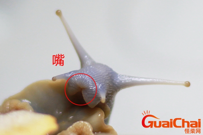 蜗牛有多少颗牙齿图片 一只蜗牛有多少颗牙齿