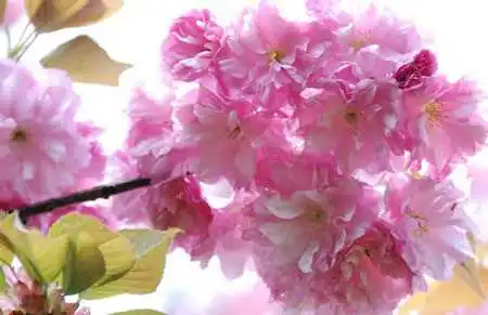 樱花开花的时间？樱花。是每年的4月开花(花期15天左右)吗？