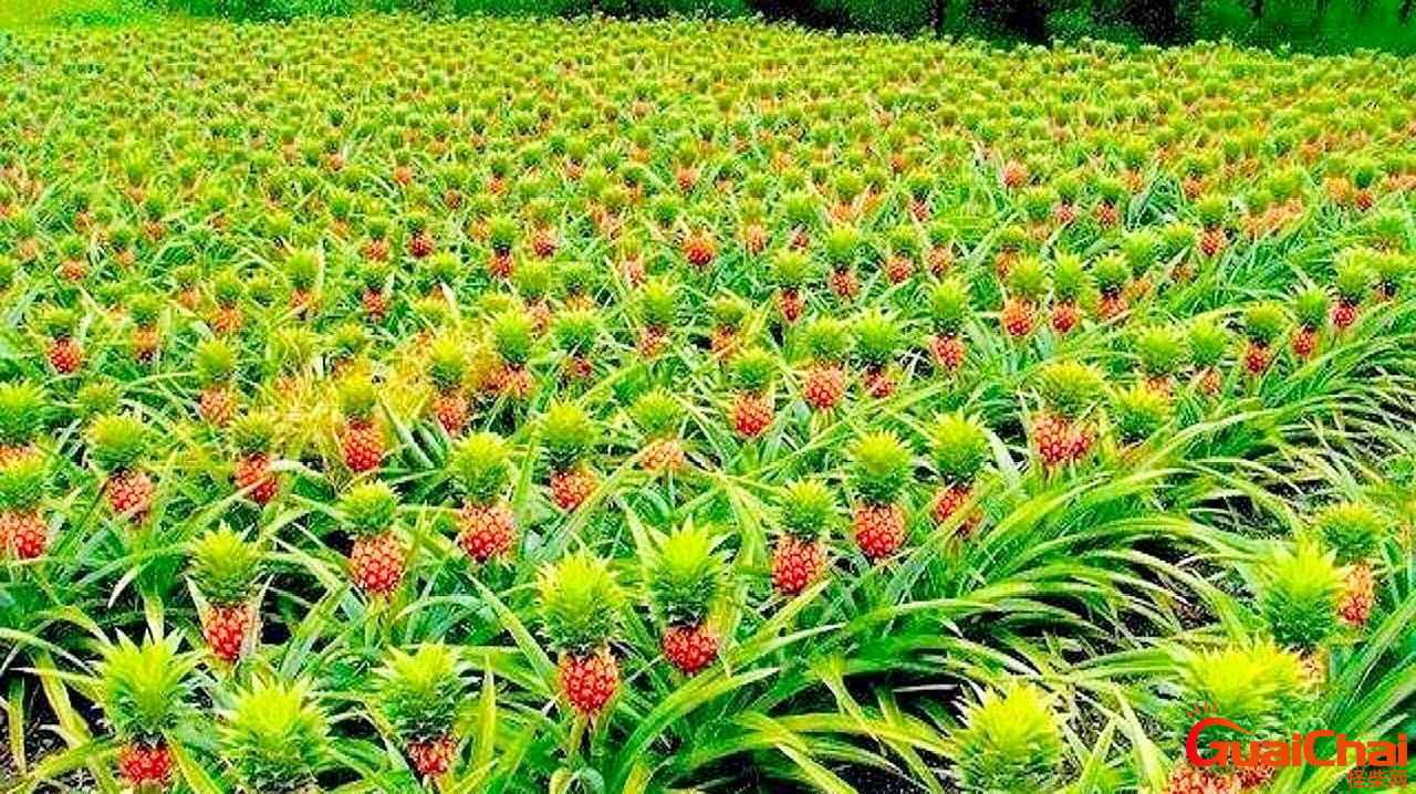 菠萝生长哪？菠萝是长在树上还是长在地上?