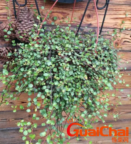 千叶吊兰的花语和寓意是什么？千叶吊兰的别称有哪些？