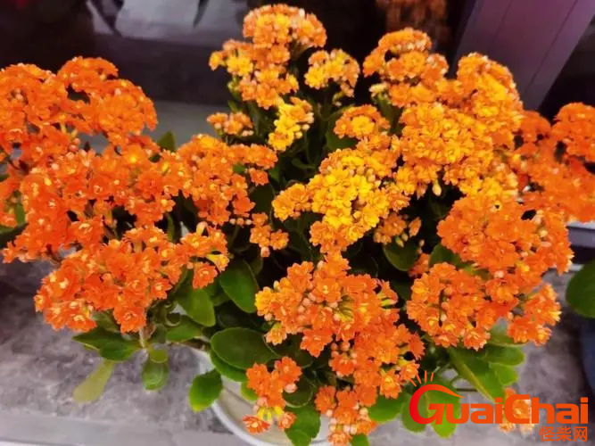 长寿花花期如何管理？长寿花花期怎么护理？