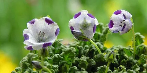 粉蝶花的栽培技术以及注意事项有哪些？粉蝶花怎么养殖？