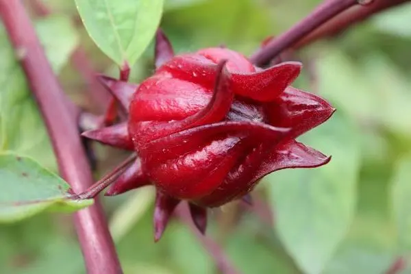 洛神花是到底是什么花？洛神花的功效是什么？