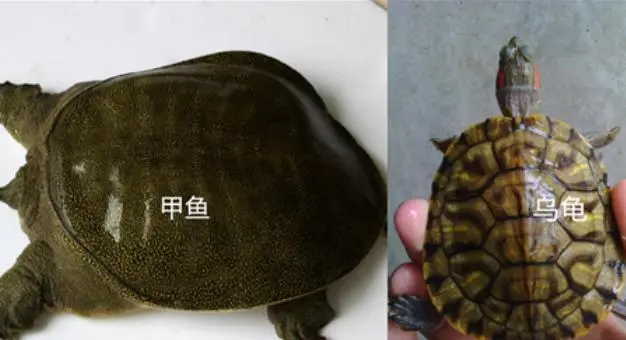 乌龟和甲鱼的区别在哪？