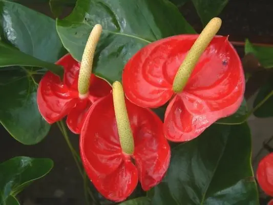 火鹤花如何养长的好？怎样养好火鹤花