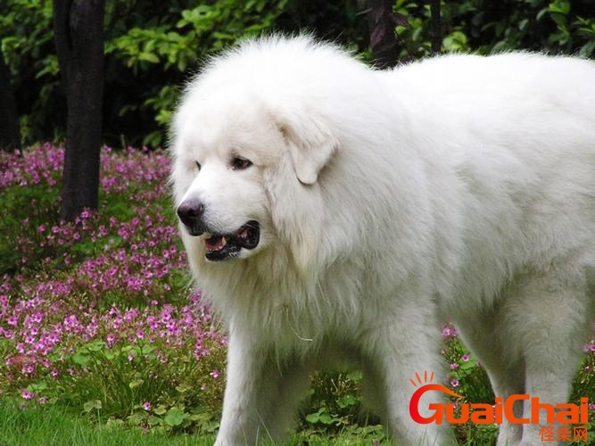 大白熊犬的优点与缺点？好养吗