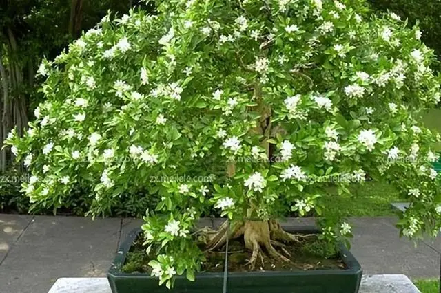 九里香啥时候开花？九里香开花时间是？
