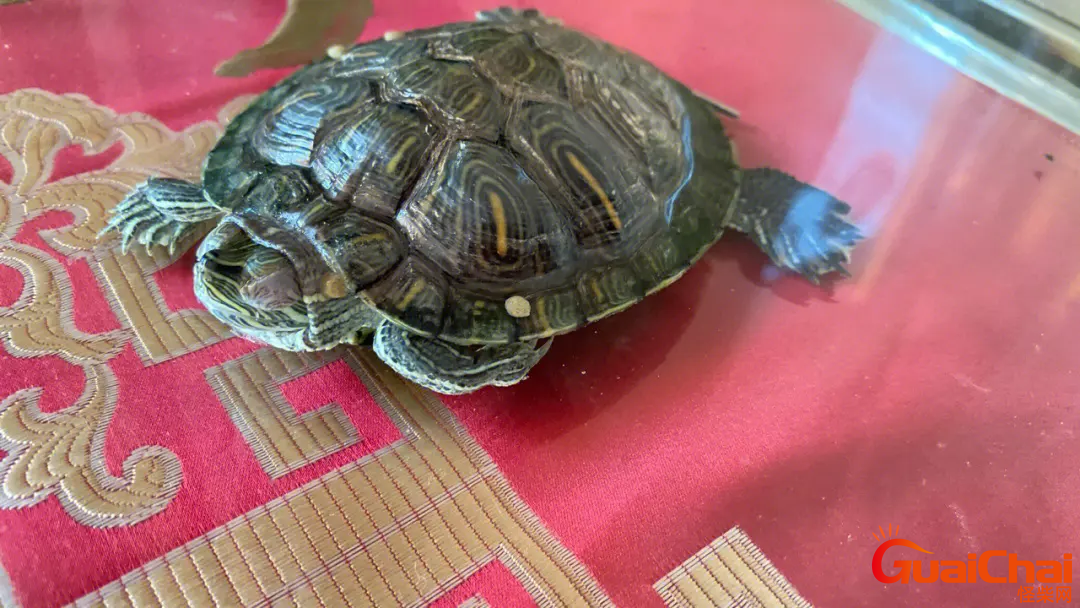 乌龟白眼病怎么治最快最好的方法 乌龟白眼病怎么治最快最有效