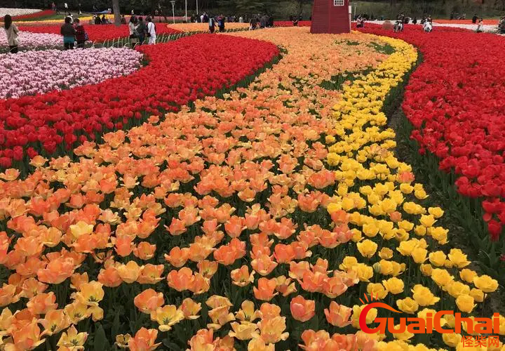 一花独放不是春百花齐放春满园指的是什么一花独放不是春百花齐放春满园