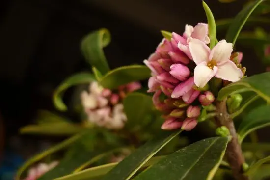 瑞香花的风水寓意是什么？瑞香花摆放位置怎么放？