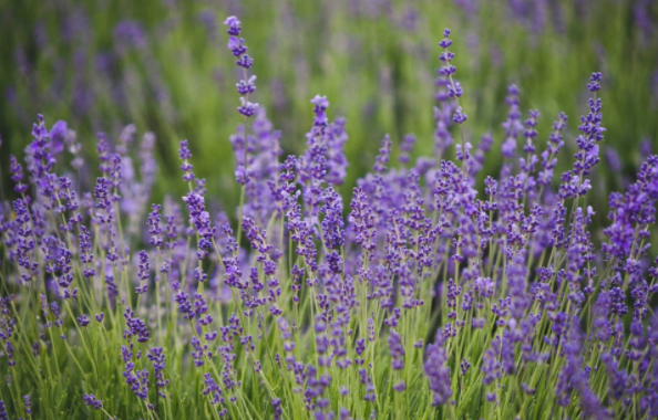 薰衣草花养殖方法  薰衣草花语