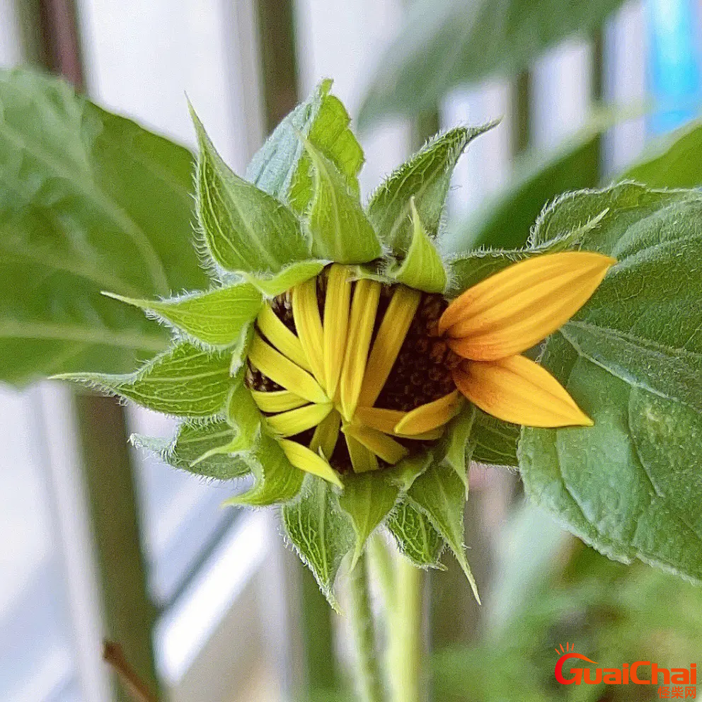 花骨朵是什么意思？花骨朵图片