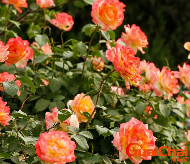 月季花图片是什么样子？月季花如何养护？