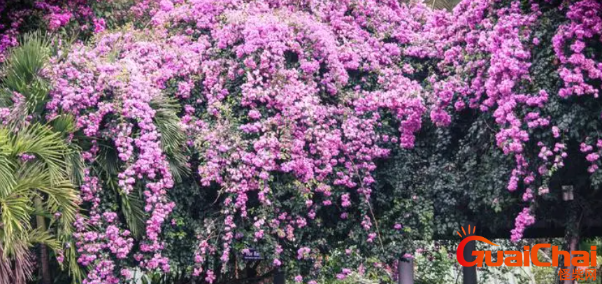 三角梅花语是什么？三角梅的别称有哪些？