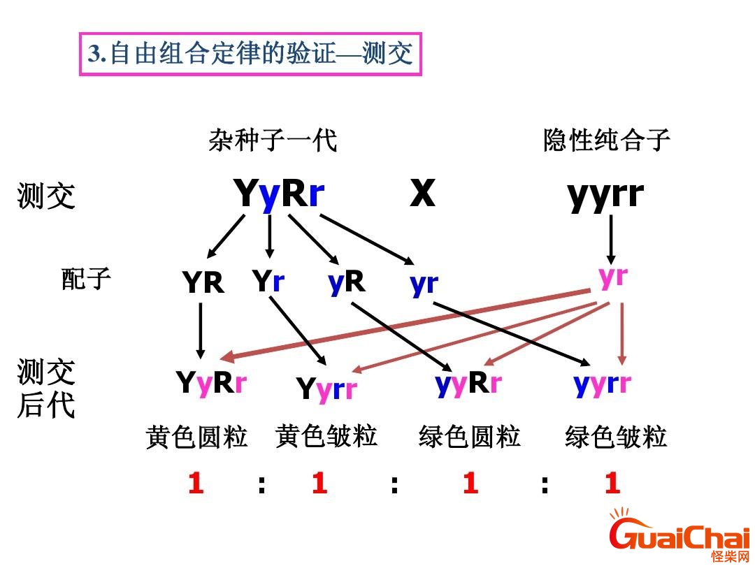 自由组合定律适用范围 自由组合定律的实质