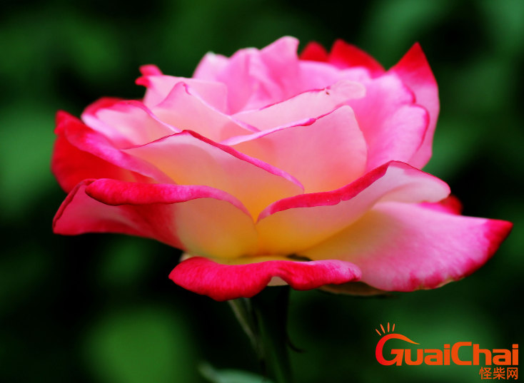 月季花怎样栽培？栽培月季花要注意什么？