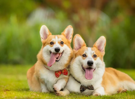 你家狗狗“办证”了吗？养犬证如何办理？多少钱？