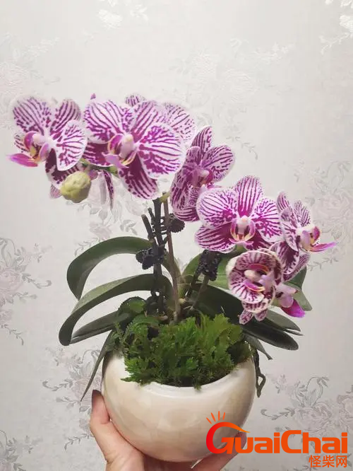 蝴蝶兰一年四季开花吗?蝴蝶兰什么时候开花?
