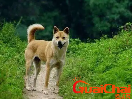 为什么不让养中华田园犬
