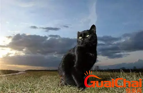 黑猫和玄猫有什么区别