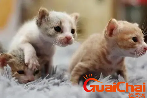 猫咪生产前的征兆