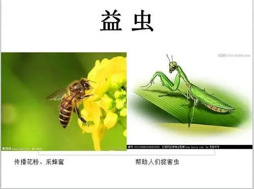 益虫都有什么？益虫指的哪些昆虫？