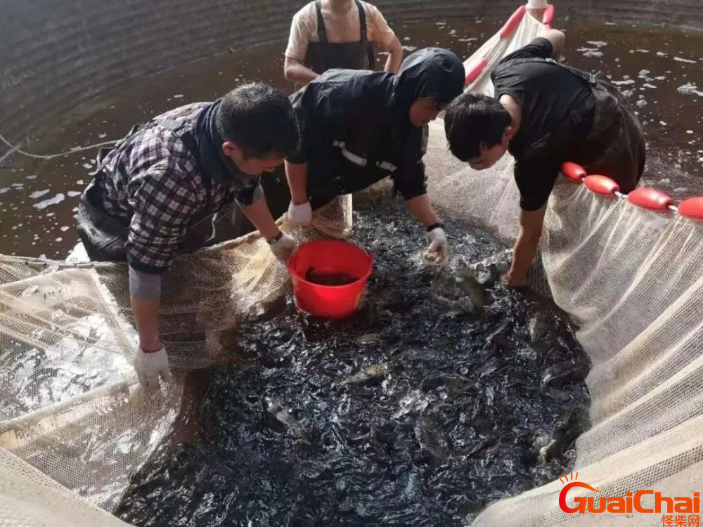 鳜鱼养殖的最新技术是什么?鳜鱼养殖需要什么条件?