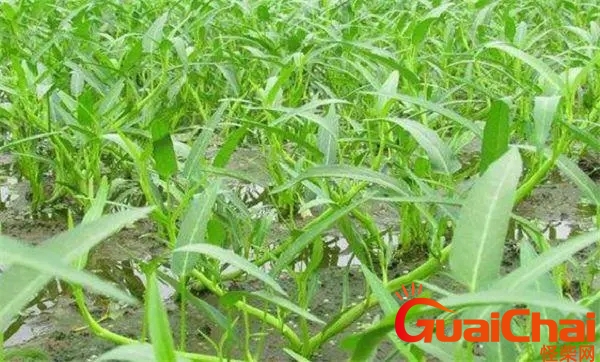 空心菜种植时间和方法温度 空心菜种植时间和方法视频