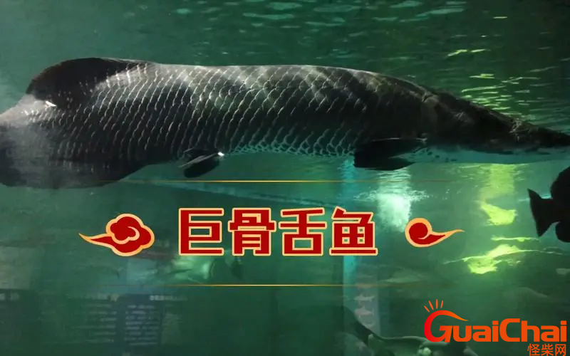 体型最大的鱼是巨骨舌鱼吗?它因智商感人濒临灭绝吗?