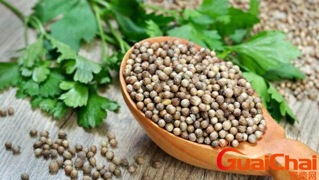 香菜籽图片又叫啥?香菜籽做调料的作用?