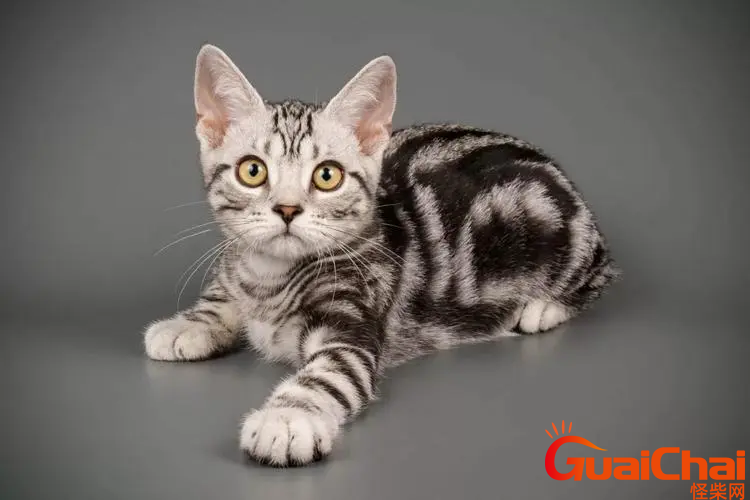 虎斑猫价格多少？买虎斑猫要1500到5000元吗？