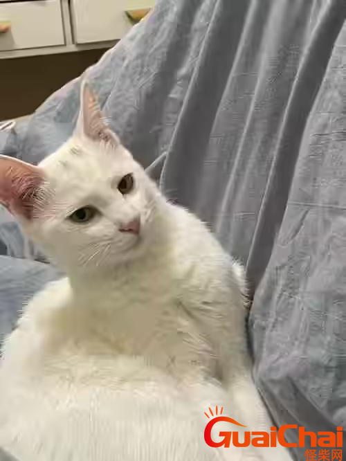 猫能坐地铁吗