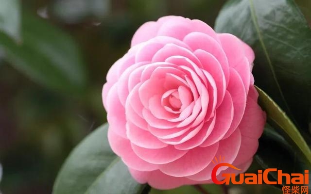 红山茶花的花语和寓意 山茶花的花语和寓意及图片