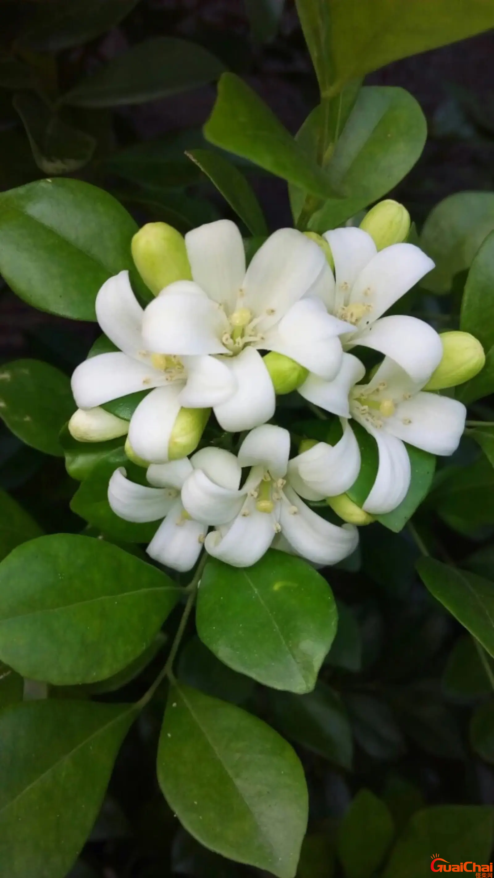 九里香怎么养才能开花？九里香开花图片
