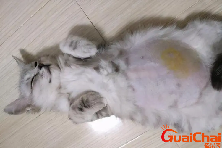 什么是猫传腹