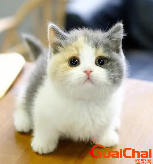 为什么不能买矮脚猫