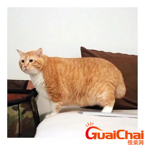 为什么橘猫都是胖子