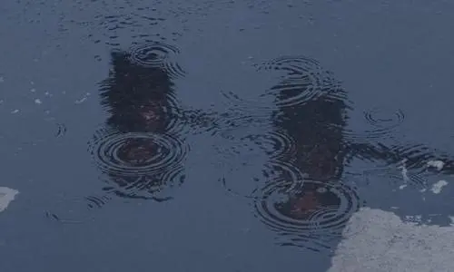 下雨的有意境的短句子是什么？描写下雨的有意境的经典句子有哪些？