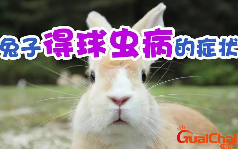 怎么知道兔子得了球虫病