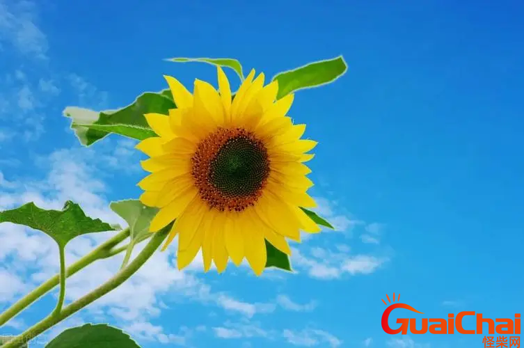 向阳而生的励志句子有哪些？向阳而生的励志短句115句