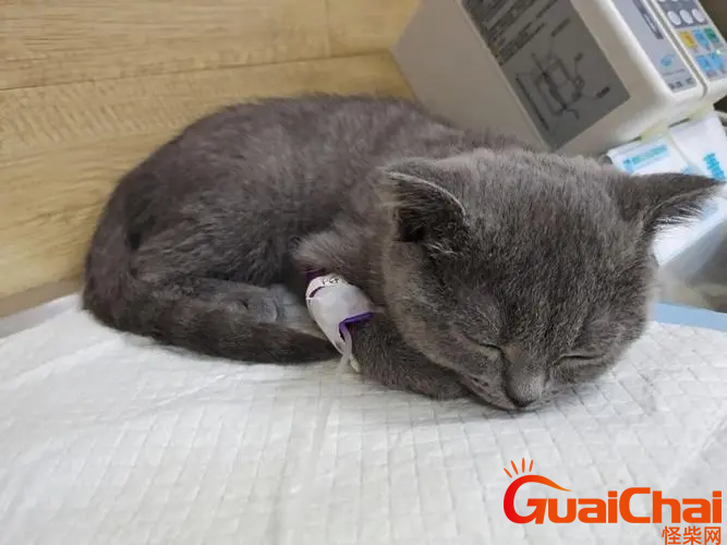猫呕吐是什么原因 怎么治疗？