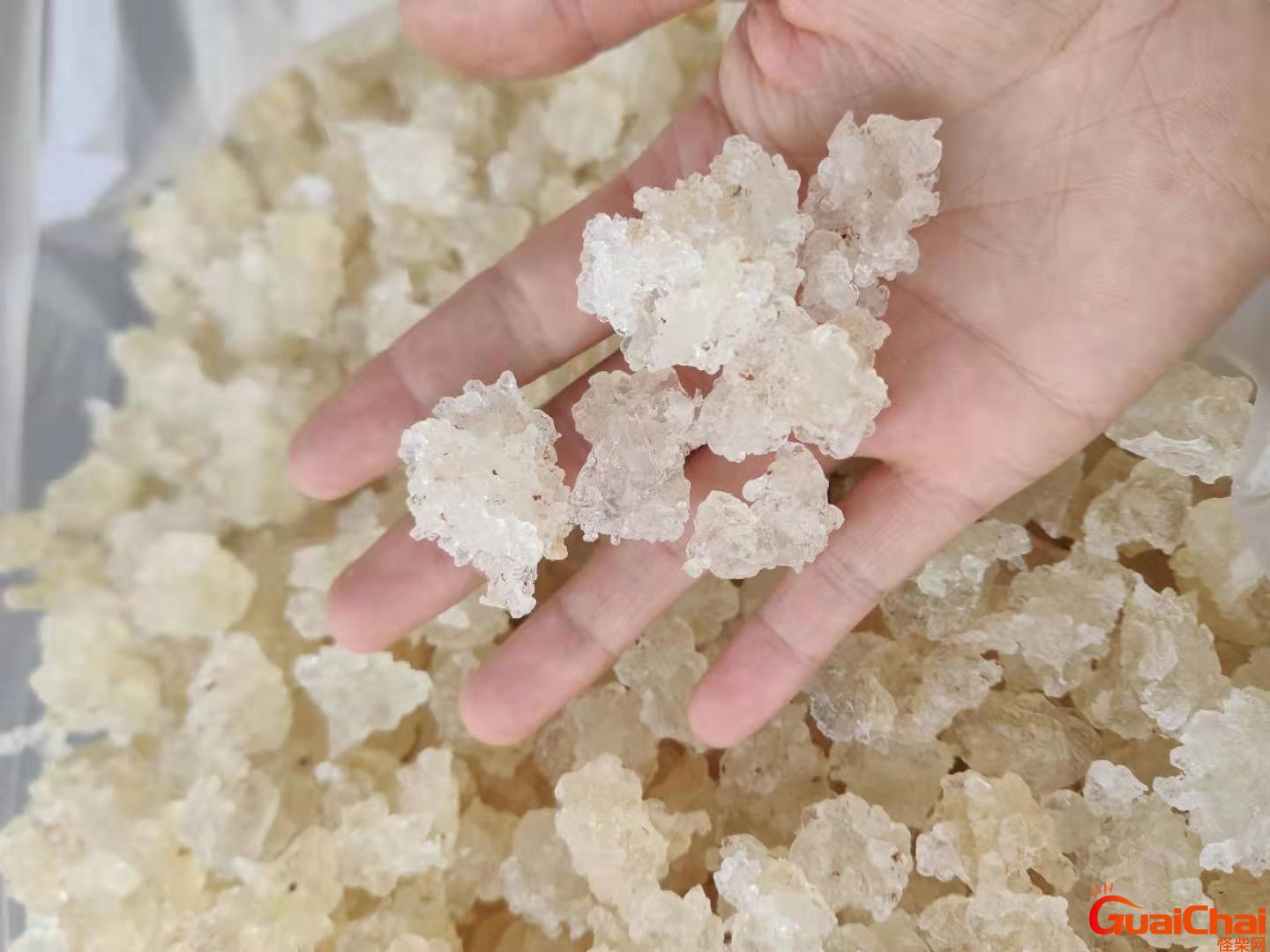 雪燕是什么东西有什么功效？雪燕是什么东西形成的