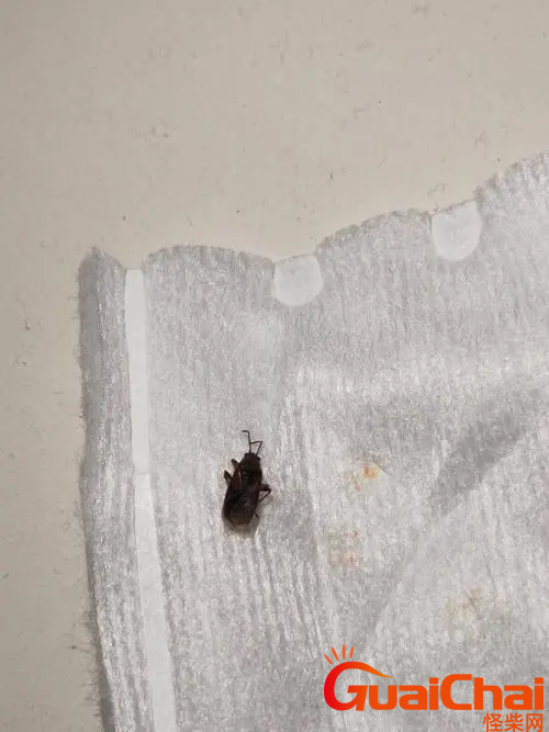家里常见的虫子有哪些？家里有哪些虫子是常见的？