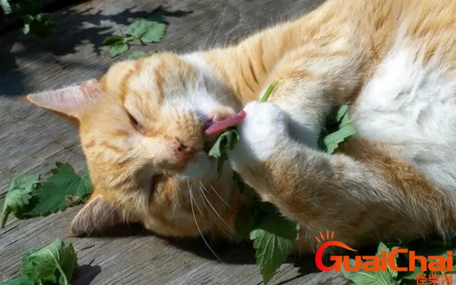 猫薄荷对猫有什么作用怎么用？猫薄荷对猫有什么作用可以吃吗